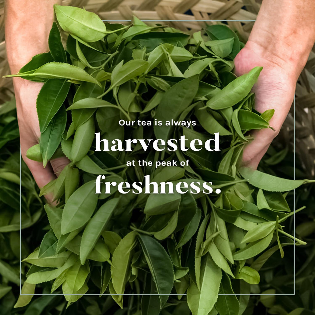 Uncle Lee's Organic Green Tea Bags 2-Pack, 106-Count Super Packs – Bright & Refreshing, Lightly Caffeinated Bulk Tea for Home, Office, Camping